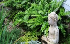 Japanese Holly Fern - Cyrtomium Falcatum 'Rochfordianum' - 2.5 Quart Pot -Garden & Outdoor Sale Shop fern20holly203