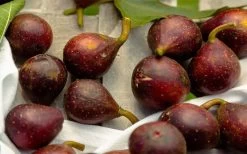 Little Ruby Dwarf Fig Tree - 3 Gallon Pot -Garden & Outdoor Sale Shop ficus carica little ruby fig tree 2