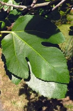 Little Ruby Dwarf Fig Tree - 3 Gallon Pot -Garden & Outdoor Sale Shop ficus carica little ruby fig tree 3