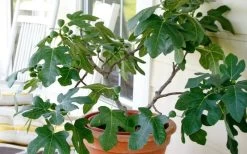 Little Ruby Dwarf Fig Tree - 3 Gallon Pot -Garden & Outdoor Sale Shop ficus carica little ruby fig tree 4