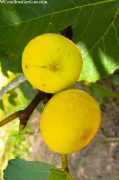 LSU Gold Fig Tree - 5 Gallon Pot -Garden & Outdoor Sale Shop ficus carica lsu gold fig tree 1