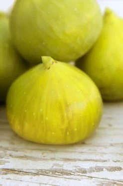 LSU Gold Fig Tree - 5 Gallon Pot -Garden & Outdoor Sale Shop ficus carica lsu gold fig tree 2