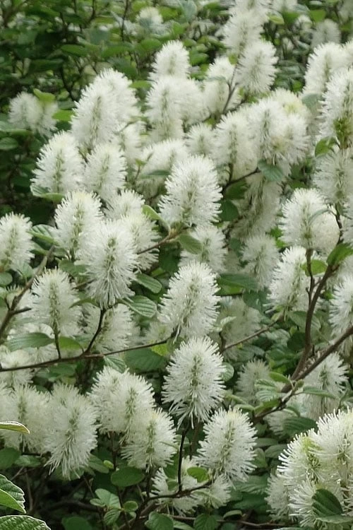 Dwarf Fothergilla - 1 Gallon Pot 3 Dwarf Fothergilla - 1 Gallon Pot