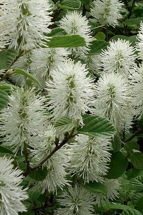 Dwarf Fothergilla - 1 Gallon Pot 8 Dwarf Fothergilla - 1 Gallon Pot - Image 6