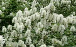 Dwarf Fothergilla - 1 Gallon Pot 19 Dwarf Fothergilla - 1 Gallon Pot -Garden & Outdoor Sale Shop fothergilla gardenii dwarf witch alder 4