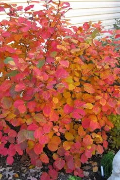 Dwarf Fothergilla - 1 Gallon Pot 18 Dwarf Fothergilla - 1 Gallon Pot -Garden & Outdoor Sale Shop fothergilla gardenii dwarf witch alder 5
