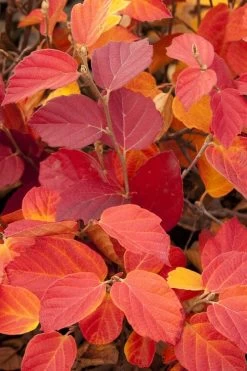 Dwarf Fothergilla - 1 Gallon Pot 15 Dwarf Fothergilla - 1 Gallon Pot -Garden & Outdoor Sale Shop fothergilla gardenii dwarf witch alder 6