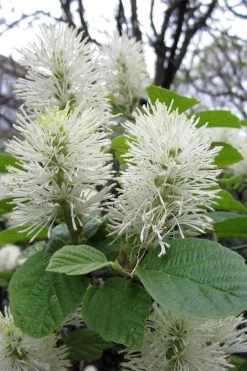 Dwarf Fothergilla - 1 Gallon Pot 17 Dwarf Fothergilla - 1 Gallon Pot -Garden & Outdoor Sale Shop fothergilla gardenii dwarf witch alder 7
