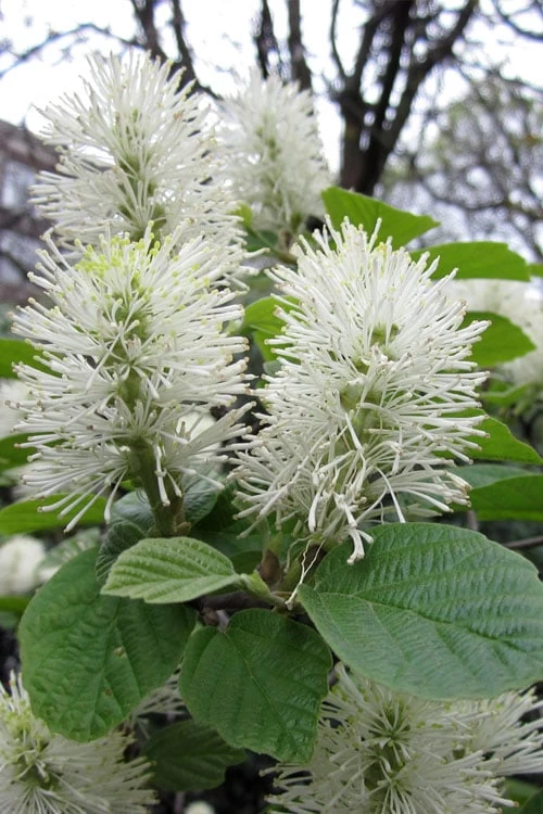 Dwarf Fothergilla - 1 Gallon Pot 9 Dwarf Fothergilla - 1 Gallon Pot - Image 7