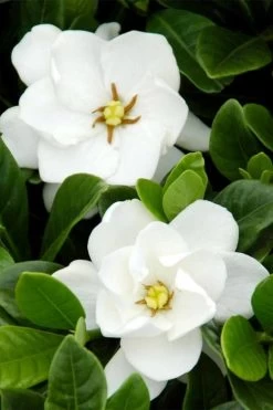 Buttons Gardenia - 3 Gallon Pot -Garden & Outdoor Sale Shop gardenia buttons 1