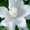 Celestial Star Gardenia - 1 Gallon Pot -Garden & Outdoor Sale Shop gardenia celestial star 1