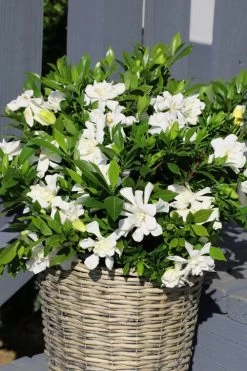 Celestial Star Gardenia - 1 Gallon Pot -Garden & Outdoor Sale Shop gardenia celestial star 3