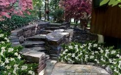 Celestial Star Gardenia - 1 Gallon Pot -Garden & Outdoor Sale Shop gardenia celestial star 5