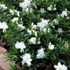 Radicans Creeping Dwarf Gardenia - 1 Gallon Pot 2 Radicans Creeping Dwarf Gardenia - 1 Gallon Pot -Garden & Outdoor Sale Shop gardenia creeping 22 1