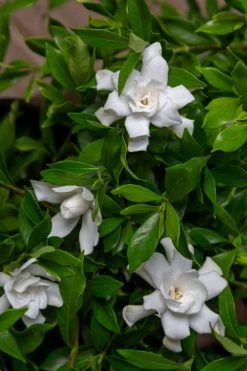 Fool Proof Gardenia - 3 Gallon Pot -Garden & Outdoor Sale Shop gardenia fool proof 4 1