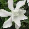 Frost Proof Gardenia - 3 Gallon Pot