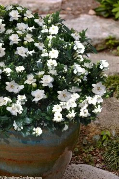 Buttons Gardenia - 1 Gallon Pot 10 Buttons Gardenia - 1 Gallon Pot -Garden & Outdoor Sale Shop gardenia jasminoides buttons 10 2