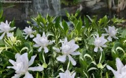 Crescent Moon Dwarf Gardenia - 1 Gallon Pot -Garden & Outdoor Sale Shop gardenia jasminoides crescent moon dwarf creeping 2