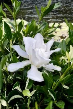 Crescent Moon Dwarf Gardenia - 1 Gallon Pot -Garden & Outdoor Sale Shop gardenia jasminoides crescent moon dwarf creeping 6