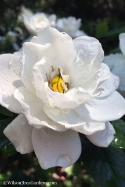 Crown Jewel Gardenia - 6-Pack Of 1 Gallon Pots -Garden & Outdoor Sale Shop gardenia jasminoides crown jewel 11