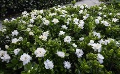 Crown Jewel Gardenia - 6-Pack Of 1 Gallon Pots -Garden & Outdoor Sale Shop gardenia jasminoides crown jewel 12
