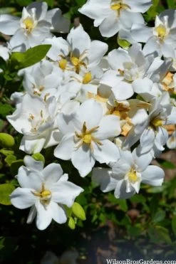 Snow Flurry Hardy Gardenia - 1 Gallon Pot -Garden & Outdoor Sale Shop gardenia jasminoides snow flurry 2