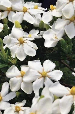 Snow Girl Hardy Dwarf Gardenia - 3 Gallon Pot -Garden & Outdoor Sale Shop gardenia jasminoides snow girl 1