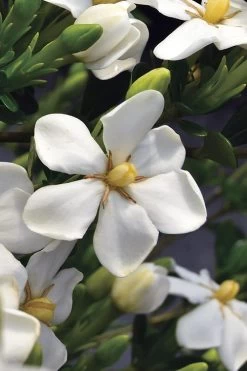Snow Girl Hardy Dwarf Gardenia - 3 Gallon Pot -Garden & Outdoor Sale Shop gardenia jasminoides snow girl 2