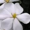 Snow Girl Hardy Dwarf Gardenia - 3 Gallon Pot -Garden & Outdoor Sale Shop gardenia jasminoides snow girl 4