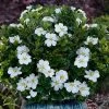Snow Globe Gardenia - 1 Gallon Pot 2 Snow Globe Gardenia - 1 Gallon Pot -Garden & Outdoor Sale Shop gardenia jasminoides snow globe 1 1