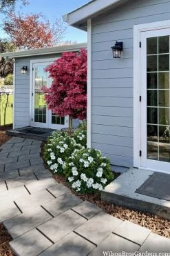 Snow Globe Gardenia - 1 Gallon Pot -Garden & Outdoor Sale Shop gardenia jasminoides snow globe 3 1