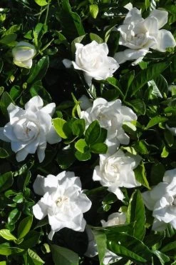 Snow Puff Hardy Gardenia - 7 Gallon Pot -Garden & Outdoor Sale Shop gardenia jasminoides snow puff 2
