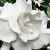 Snow Puff Hardy Gardenia - 7 Gallon Pot -Garden & Outdoor Sale Shop gardenia jasminoides snow puff 4