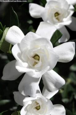 Steady As She Goes Hardy Gardenia - 3 Gallon Pot -Garden & Outdoor Sale Shop gardenia jasminoides steady as she goes 1