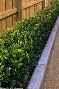 Summer Snow Gardenia - 3 Gallon Pot -Garden & Outdoor Sale Shop gardenia jasminoides summer snow 11