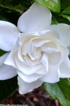 Summer Snow Gardenia - 3 Gallon Pot -Garden & Outdoor Sale Shop gardenia jasminoides summer snow 3