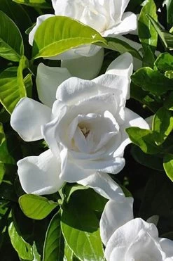 Summer Snow Gardenia - 3 Gallon Pot -Garden & Outdoor Sale Shop gardenia jasminoides summer snow 4