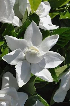 Summer Snow Gardenia - 3 Gallon Pot -Garden & Outdoor Sale Shop gardenia jasminoides summer snow 5