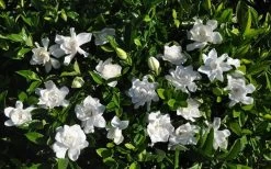 Summer Snow Gardenia - 3 Gallon Pot -Garden & Outdoor Sale Shop gardenia jasminoides summer snow 9