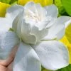 Gold Doubloon Gardenia - 3 Gallon Pot -Garden & Outdoor Sale Shop gardenia ogon no hana gold doubloon 10 1