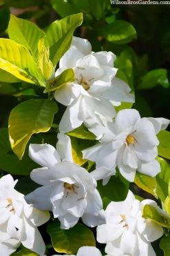 Gold Doubloon Gardenia - 3 Gallon Pot -Garden & Outdoor Sale Shop gardenia ogon no hana gold doubloon 3 1