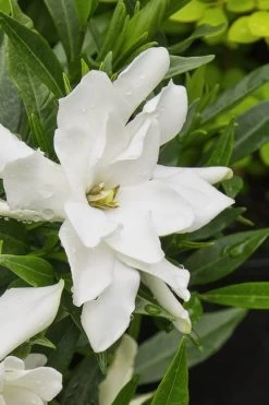 Radicans Creeping Dwarf Gardenia - 6 Pack Of 1 Gallon Pots -Garden & Outdoor Sale Shop gardenia radicans 22