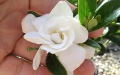 Jubilation Gardenia - 5 Gallon Pot -Garden & Outdoor Sale Shop gardeniajubilation 6