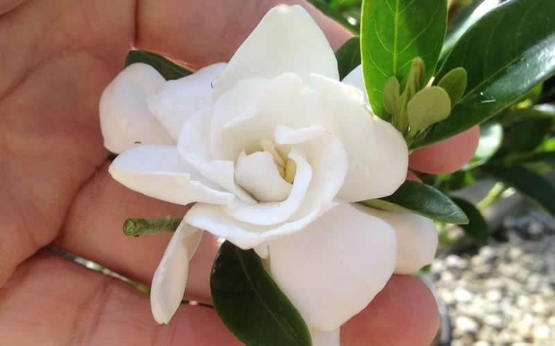 Jubilation Gardenia - 2 Gallon Pot 6 Jubilation Gardenia - 2 Gallon Pot - Image 4