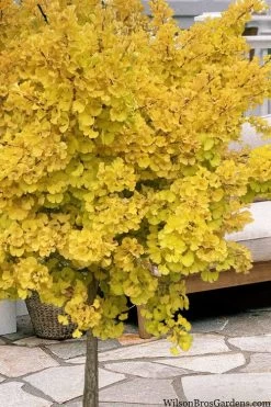 Mariken Dwarf Ginkgo Single Trunk Topiary Tree - 2 Gallon Pot -Garden & Outdoor Sale Shop ginkgo biloba mariken single trunk topiary tree 1