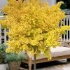 Mariken Dwarf Ginkgo Single Trunk Topiary Tree - 2 Gallon Pot