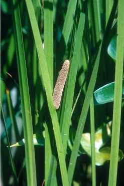 American Sweet Flag (Acorus Americanus) - 6 Pack Of 1 Gallon Pots -Garden & Outdoor Sale Shop grass american sedge 500x750 2