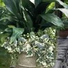Variegated Algerian Ivy (Hedera Algeriensis 'Gloire De Marengo') - 18 Pack Of Pint Pots -Garden & Outdoor Sale Shop hedera algeriensis gloire de marengo variegated algerian ivy 102