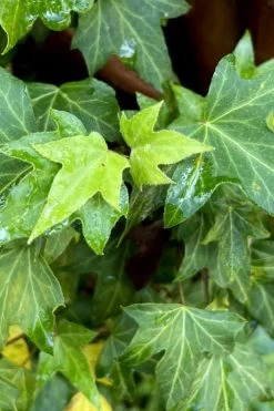 Wilson Ivy (Hedera Helix) - 5 Pack Of Quart Pots -Garden & Outdoor Sale Shop hedera helix wilsonii wilson ivy 1
