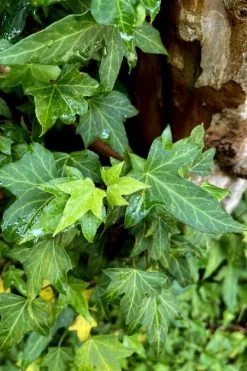 Wilson Ivy (Hedera Helix) - 5 Pack Of Quart Pots -Garden & Outdoor Sale Shop hedera helix wilsonii wilson ivy 2